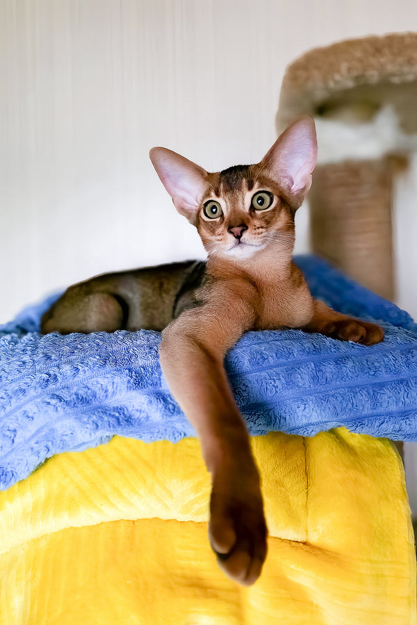 Ruby | Abyssinian Kitten