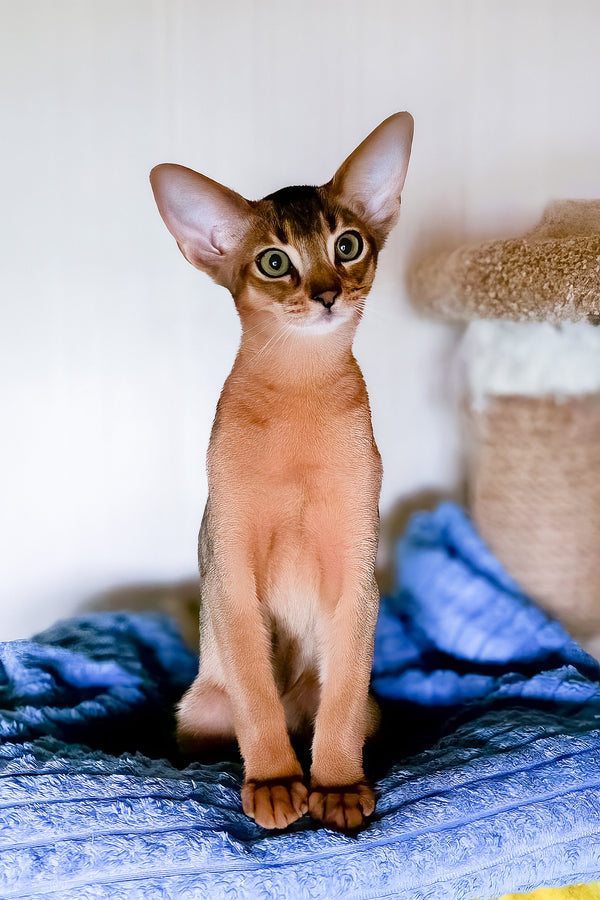 Ruby | Abyssinian Kitten