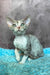 Ruby | Devon Rex Kitten