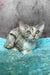 Ruby | Devon Rex Kitten