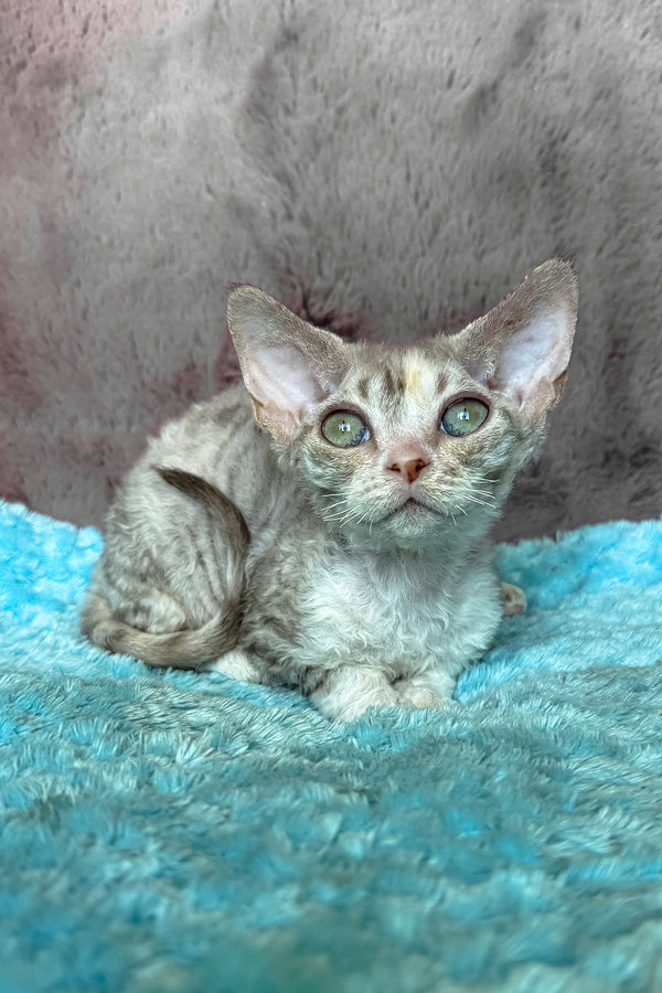Ruby | Devon Rex Kitten
