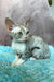 Ruby | Devon Rex Kitten