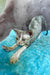 Ruby | Devon Rex Kitten