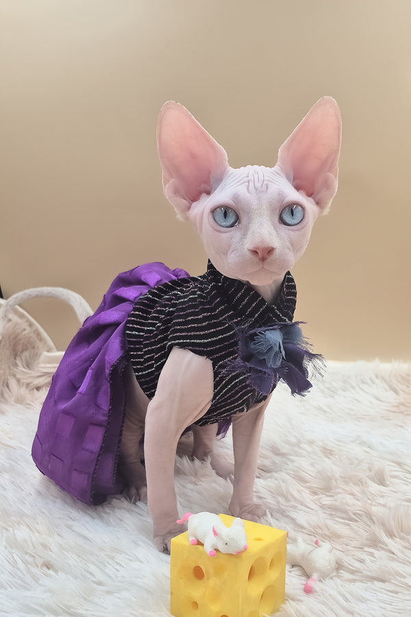 Runa | Canadian Sphynx Kitten