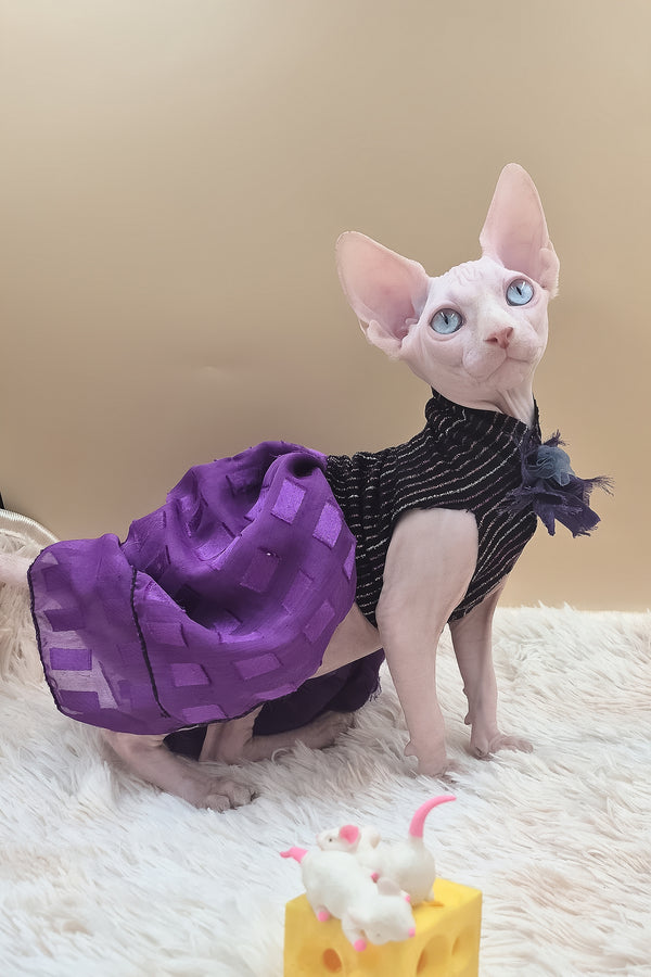 Runa | Canadian Sphynx Kitten