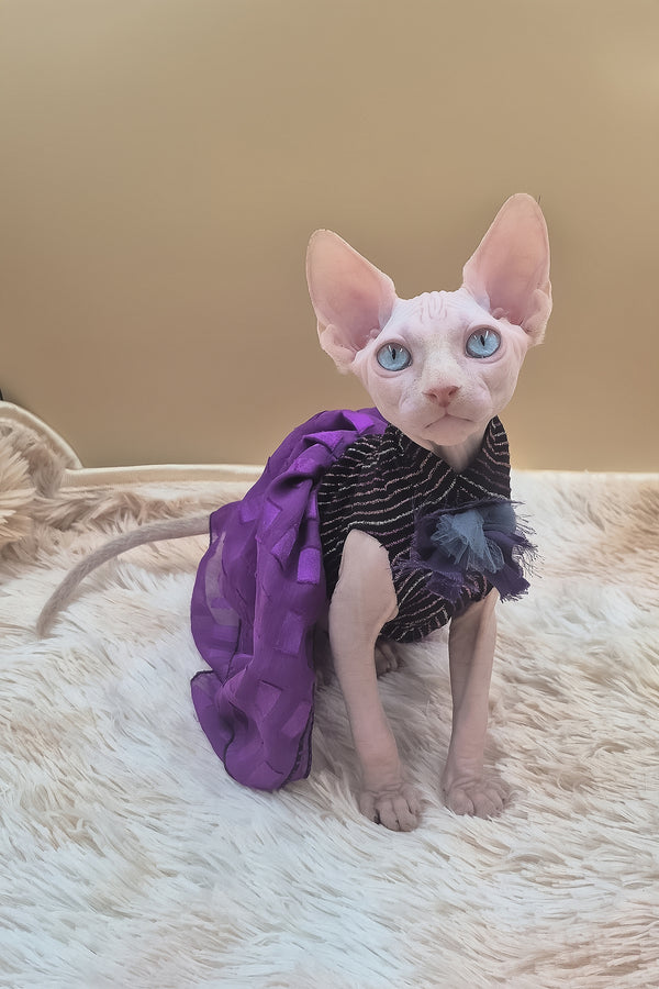 Runa | Canadian Sphynx Kitten