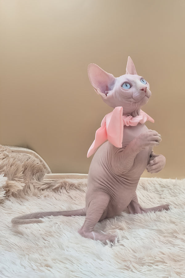 Runa | Canadian Sphynx Kitten