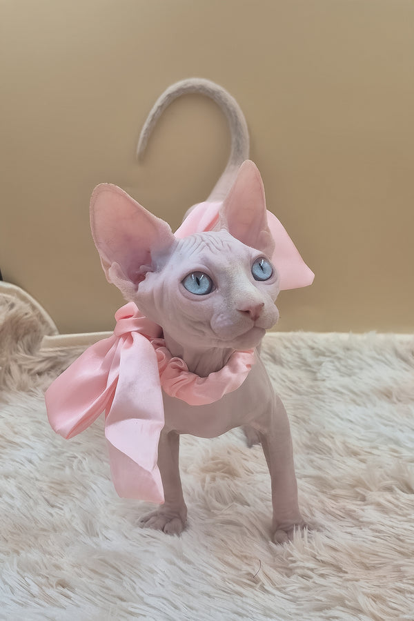 Runa | Canadian Sphynx Kitten