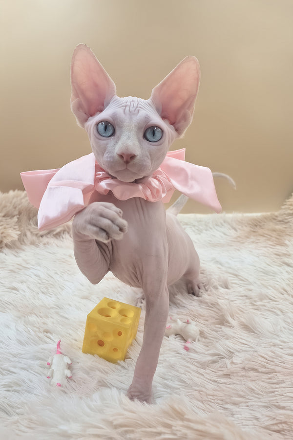 Runa | Canadian Sphynx Kitten
