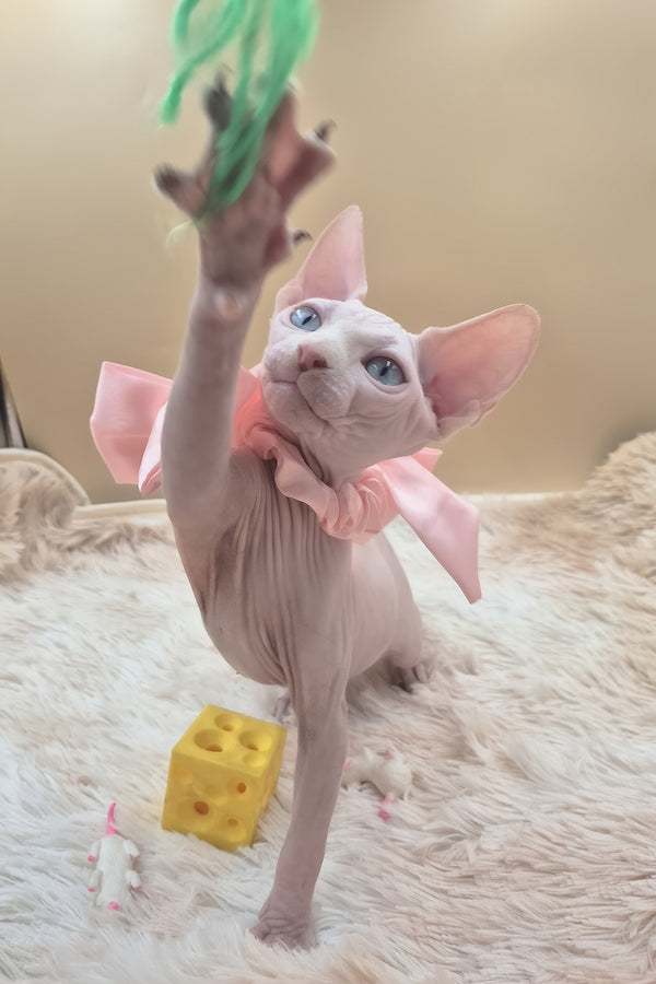 Runa | Canadian Sphynx Kitten