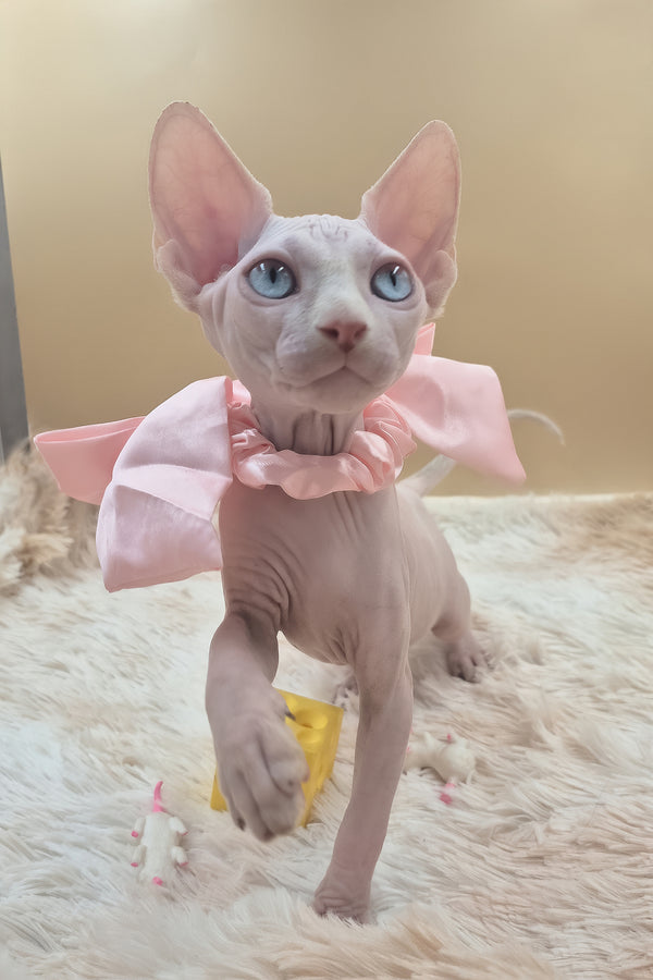 Runa | Canadian Sphynx Kitten