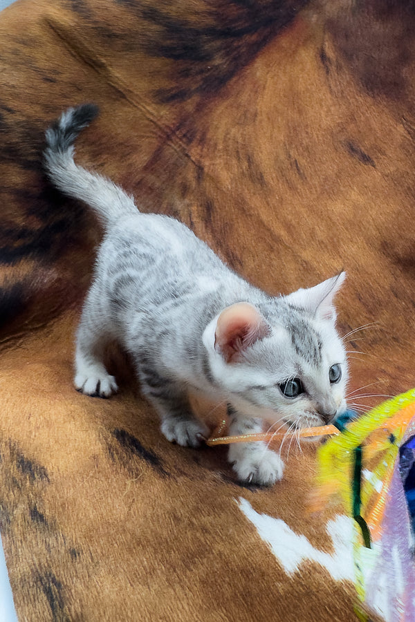 Rune | Bengal Kitten