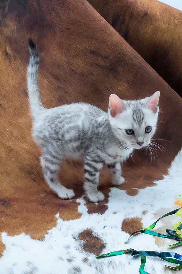 Rune | Bengal Kitten