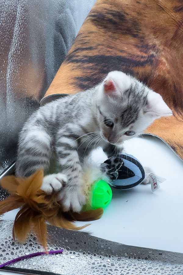 Rune | Bengal Kitten