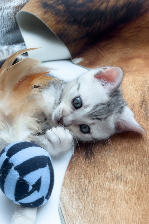 Rune | Bengal Kitten