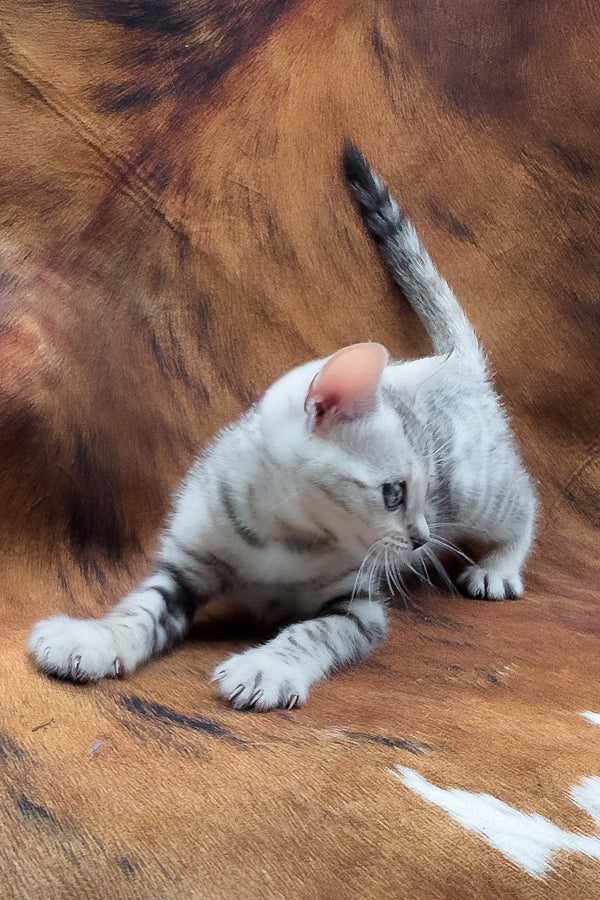 Rune | Bengal Kitten