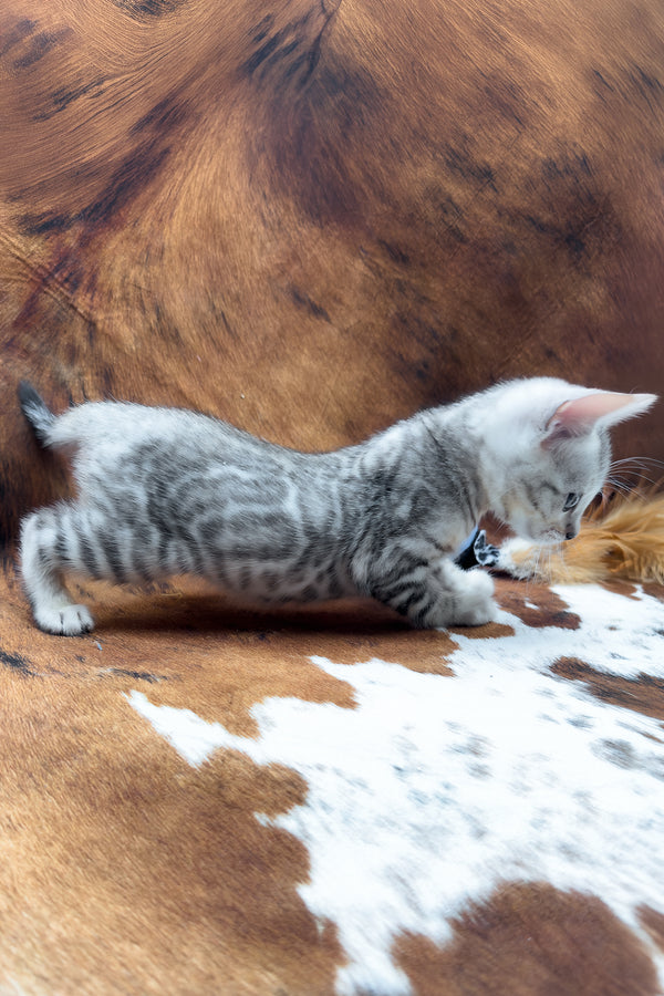 Rune | Bengal Kitten