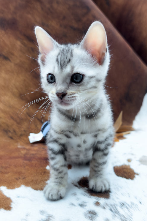 Rune | Bengal Kitten