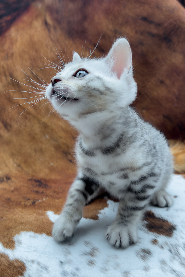 Rune | Bengal Kitten