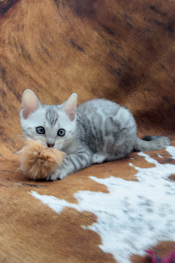 Rune | Bengal Kitten