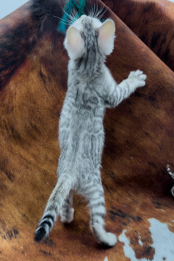 Rune | Bengal Kitten