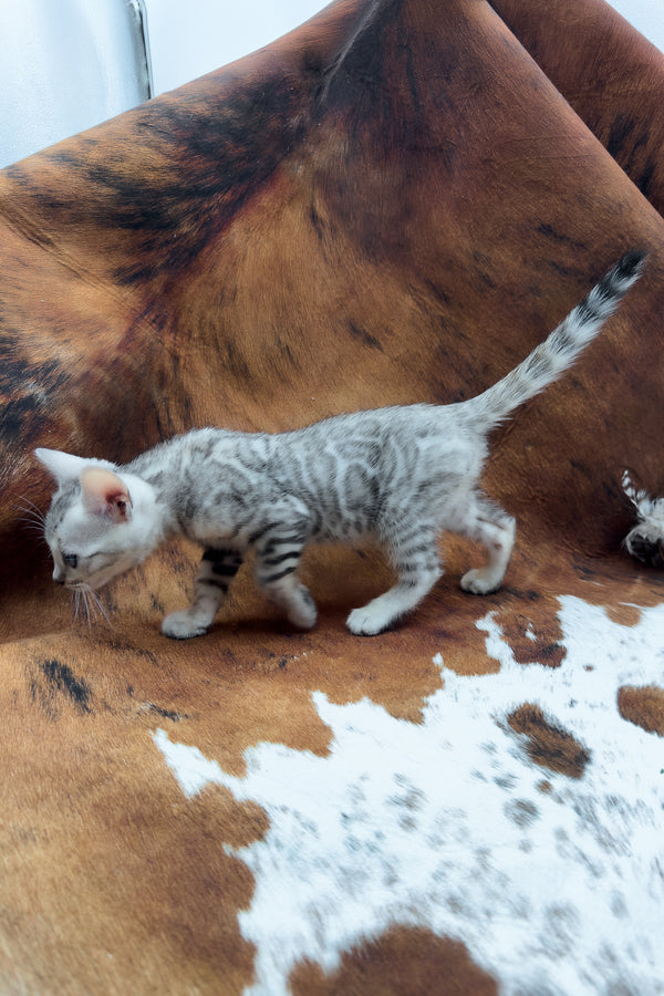 Rune | Bengal Kitten