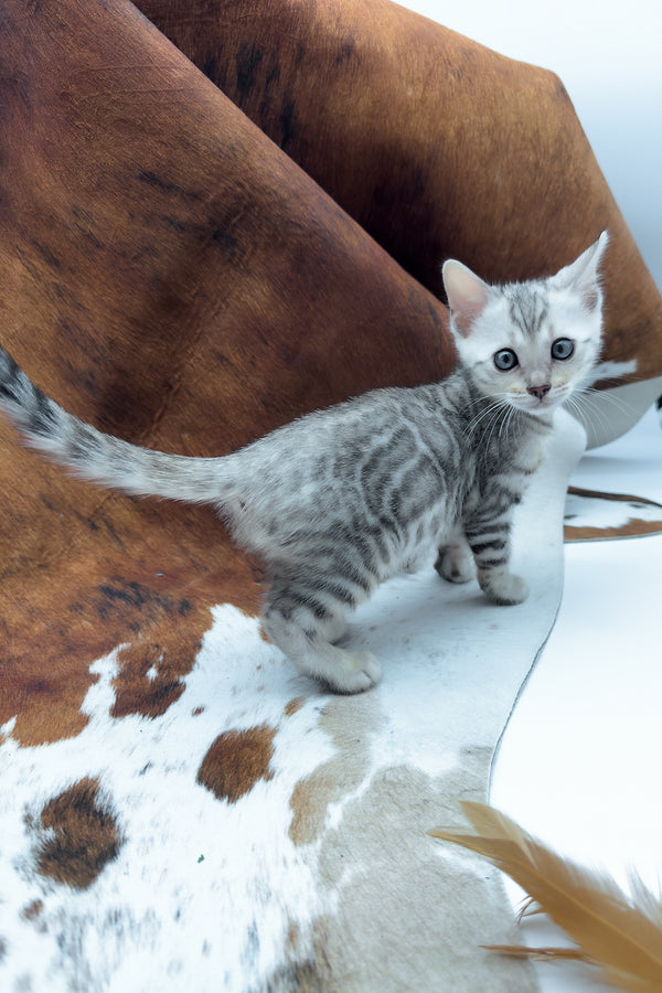 Rune | Bengal Kitten