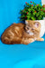 Rusty | Exotic Shorthair Kitten