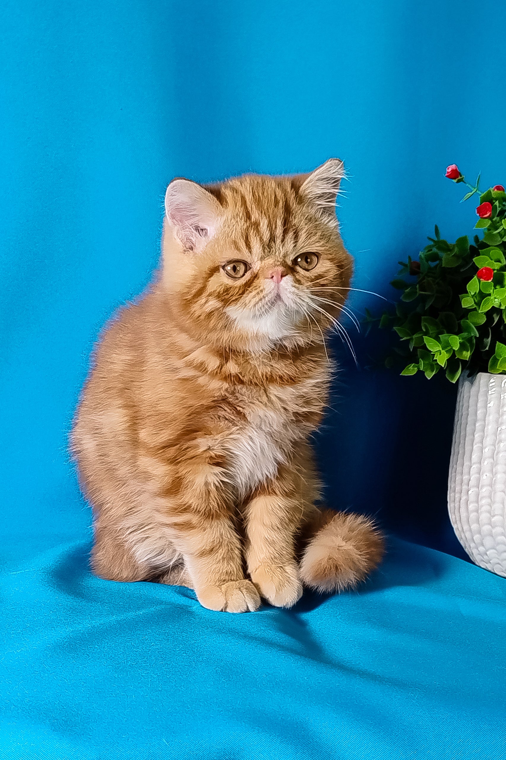 Rusty the Adorable Exotic Shorthair Kitten