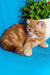 Rusty | Exotic Shorthair Kitten