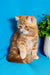 Rusty | Exotic Shorthair Kitten