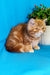 Rusty | Exotic Shorthair Kitten