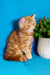 Rusty | Exotic Shorthair Kitten