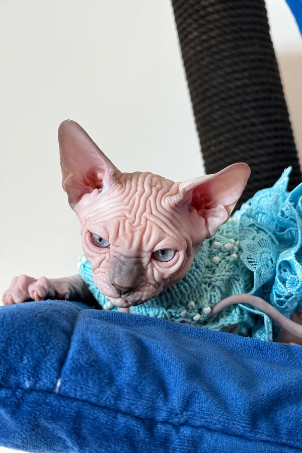 Ruta | Canadian Sphynx Kitten