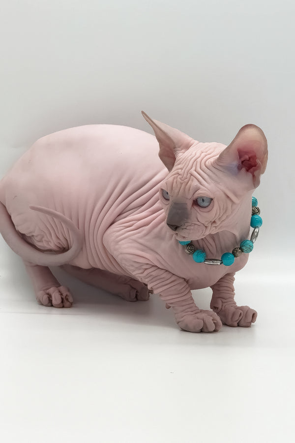 Ruta | Canadian Sphynx Kitten