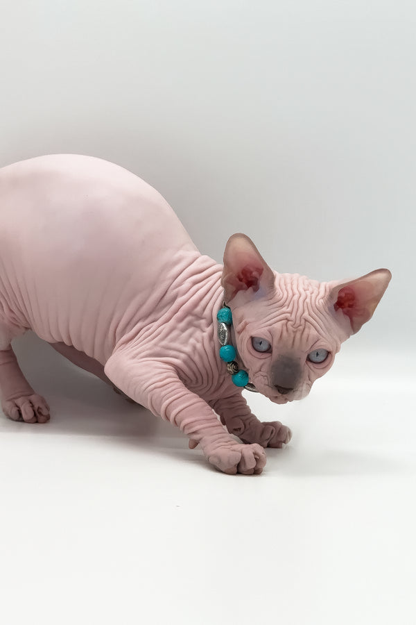 Ruta | Canadian Sphynx Kitten
