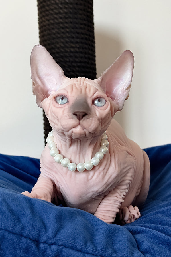 Ruta | Canadian Sphynx Kitten