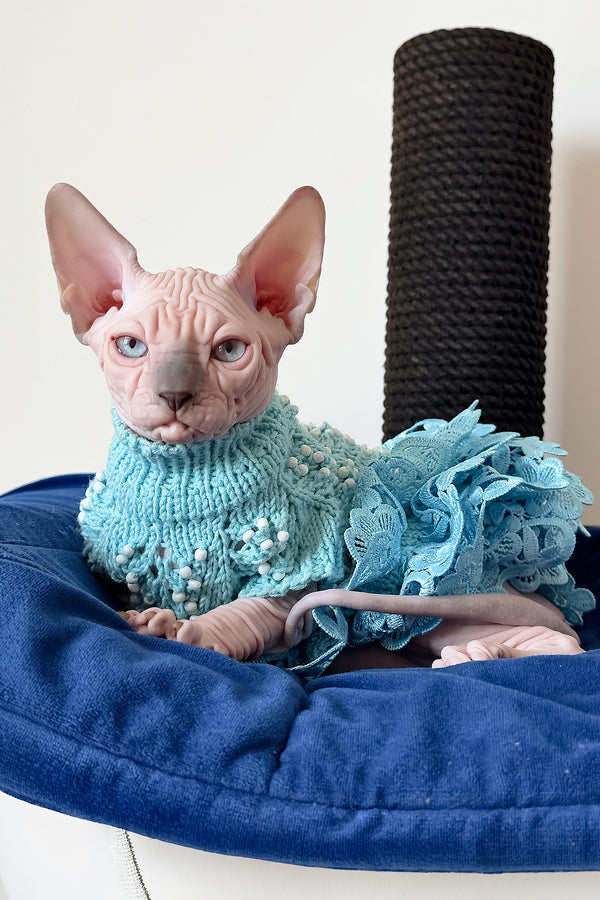 Ruta | Canadian Sphynx Kitten