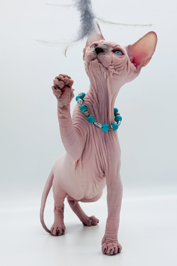 Ruta | Canadian Sphynx Kitten