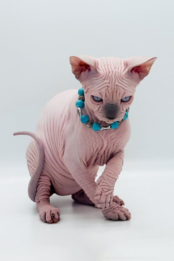 Ruta | Canadian Sphynx Kitten