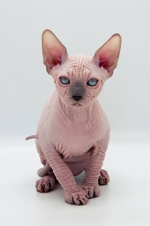 Ruta | Canadian Sphynx Kitten