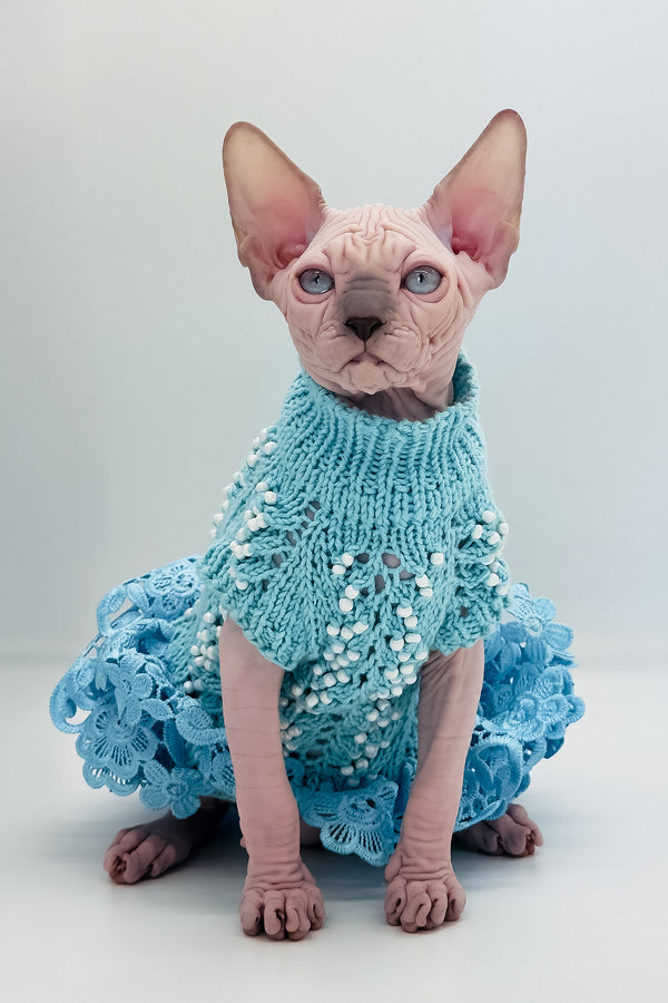 Ruta | Canadian Sphynx Kitten