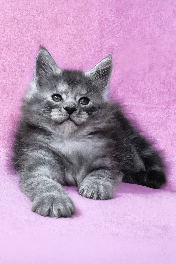Ryan | Maine Coon Kitten