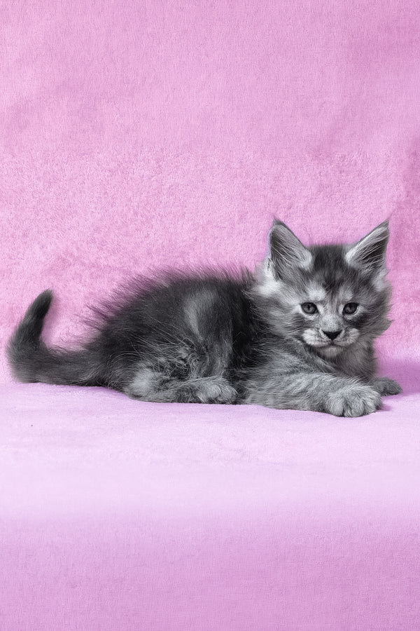 Ryan | Maine Coon Kitten
