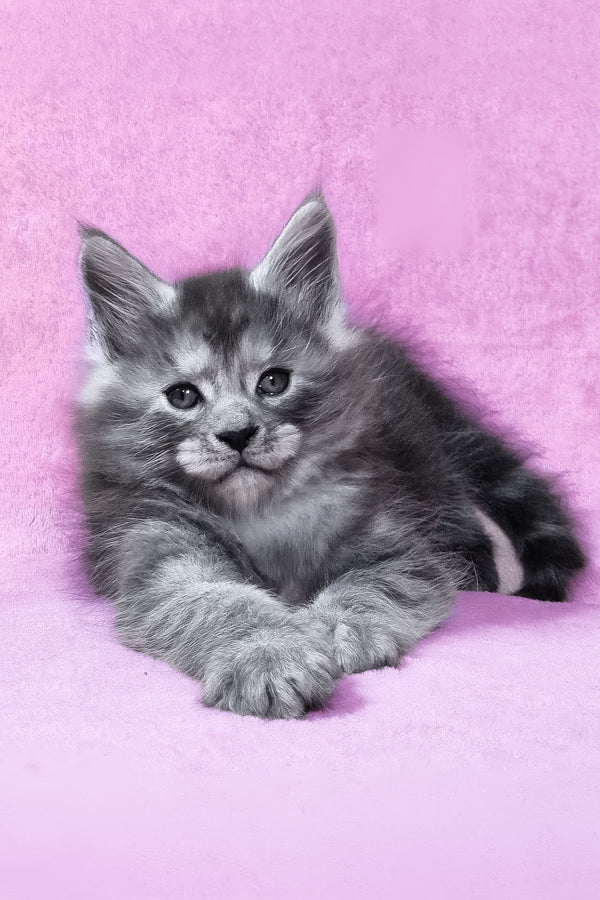Ryan | Maine Coon Kitten