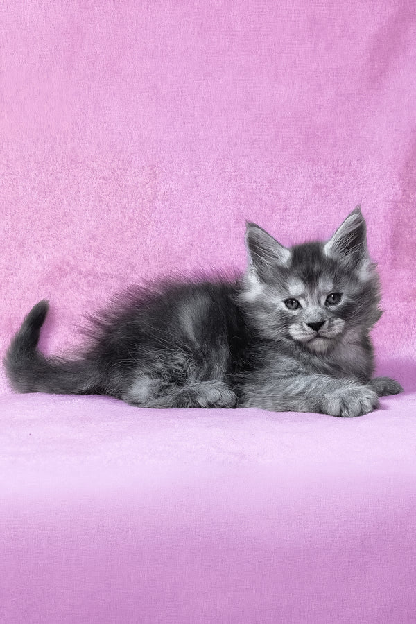 Ryan | Maine Coon Kitten