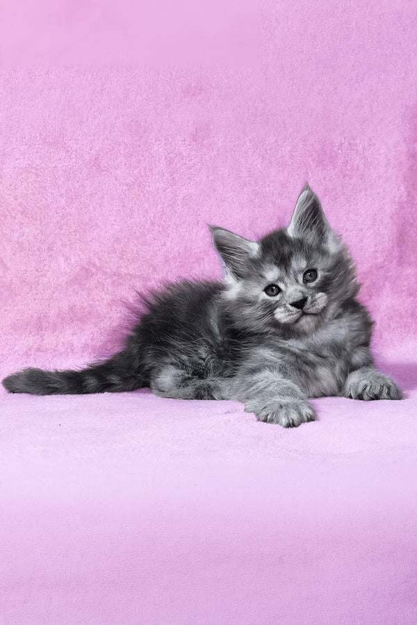 Ryan | Maine Coon Kitten