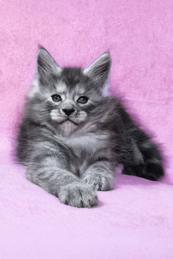 Ryan | Maine Coon Kitten