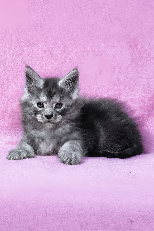 Ryan | Maine Coon Kitten