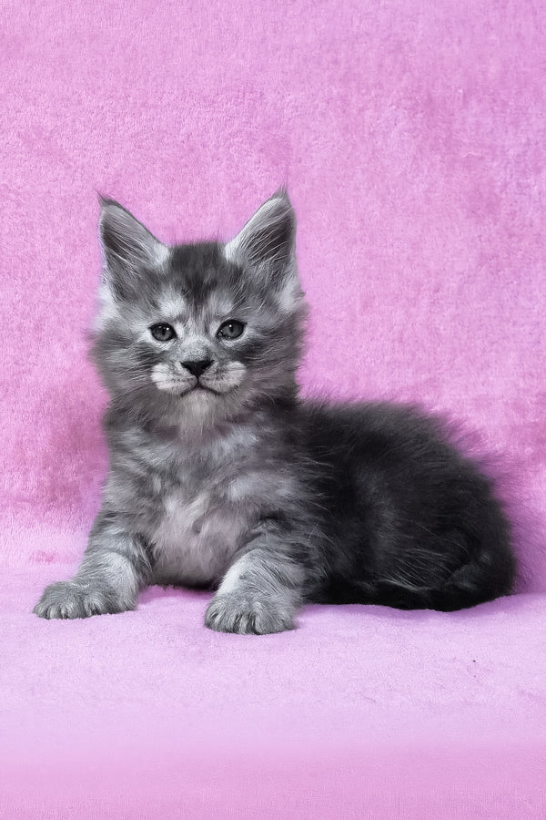 Ryan | Maine Coon Kitten